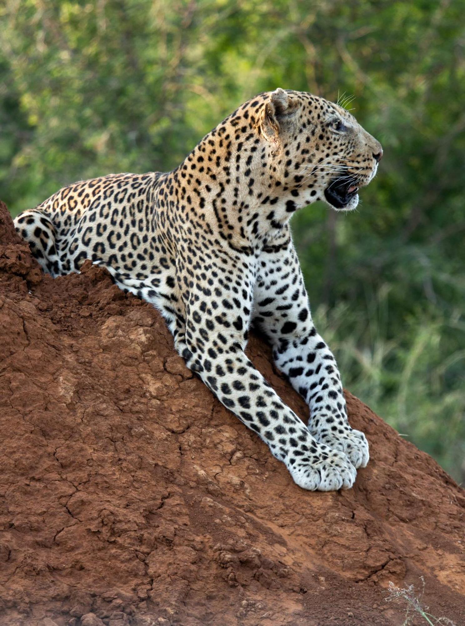 Tuningi Safari Lodge Madikwe Game Reserve Exterior foto