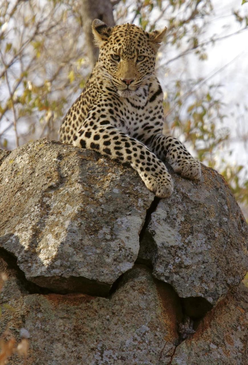 Tuningi Safari Lodge Madikwe Game Reserve Exterior foto