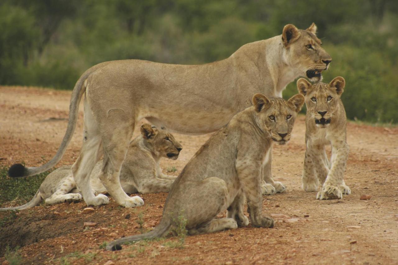 Tuningi Safari Lodge Madikwe Game Reserve Exterior foto
