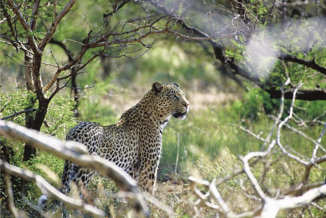 Tuningi Safari Lodge Madikwe Game Reserve Exterior foto
