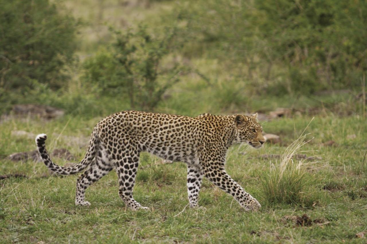 Tuningi Safari Lodge Madikwe Game Reserve Exterior foto